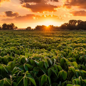 Climate Resilience